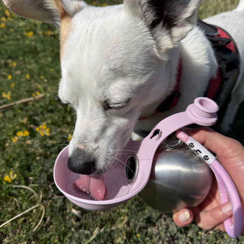 Happy dog drinking from PawFlip flip-up silicone bowl on a trail walk